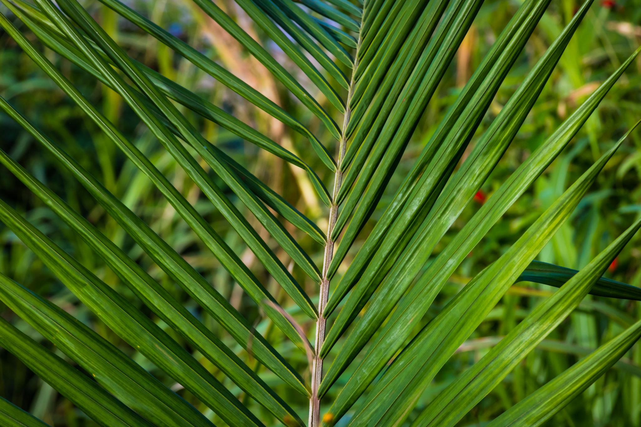 Royal Palm